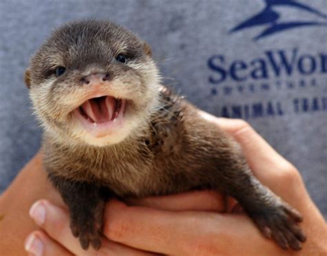 buy an otter|can you buy baby otters.